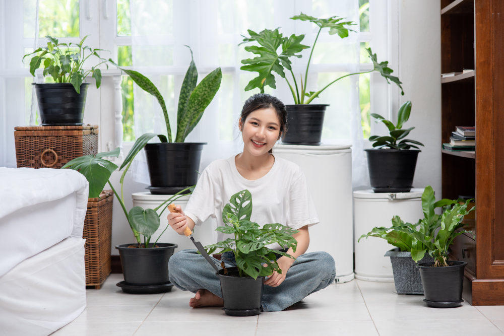 Green up your space with Easy to Grow Indoor Plants