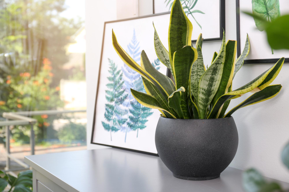 Make Your Space Come Alive with Plants