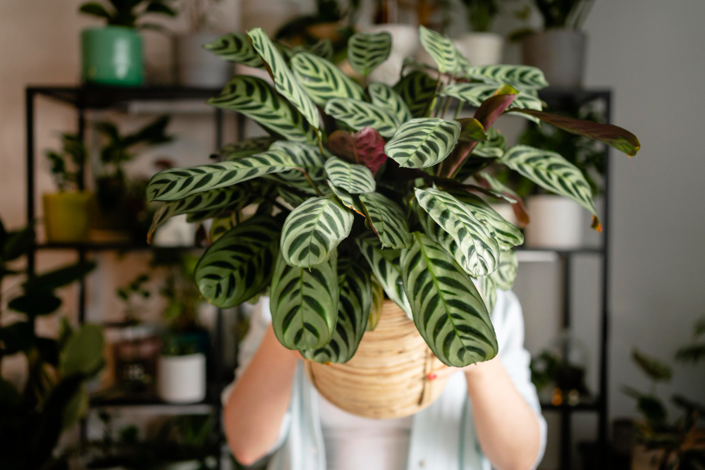 Natural vs. Faux Plants for Your Apartment