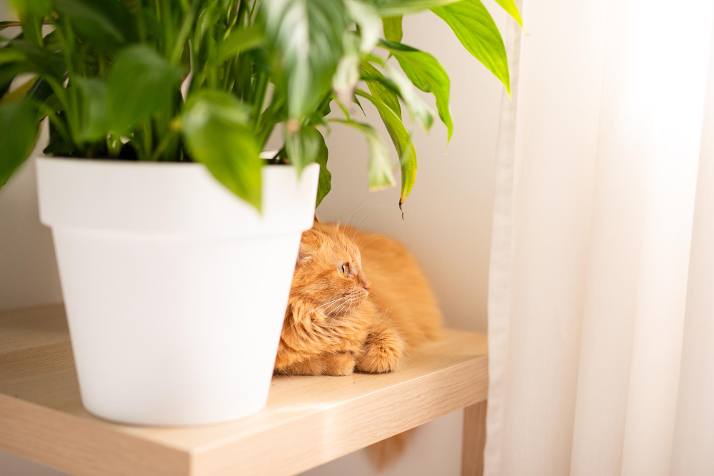 The Pet-Friendly Guide to Apartment Plants: What to Add and Avoid