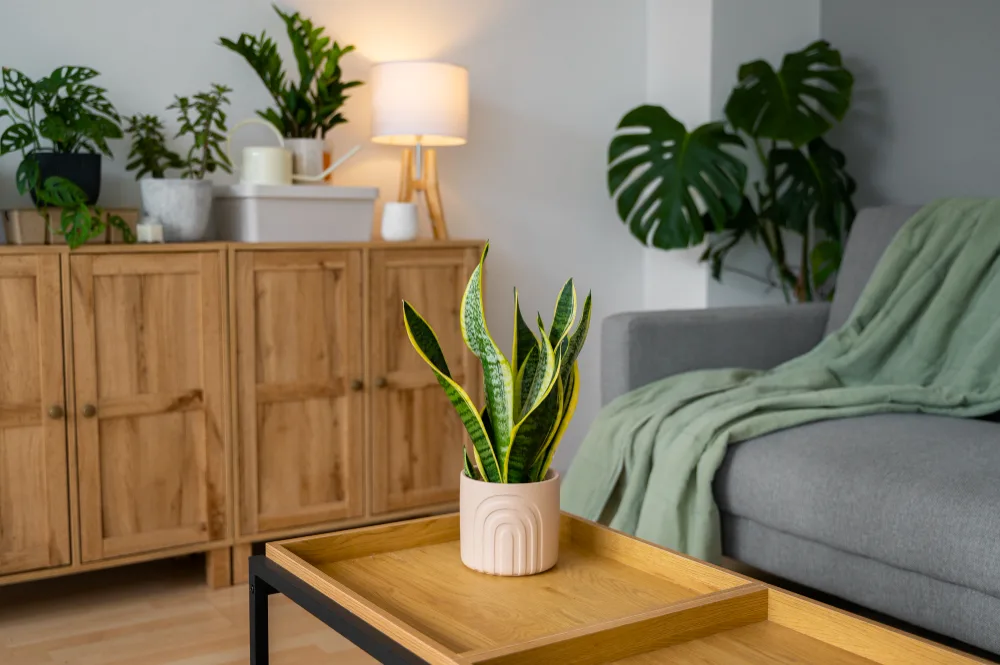 Refresh Your Apartment with Plant Greenery