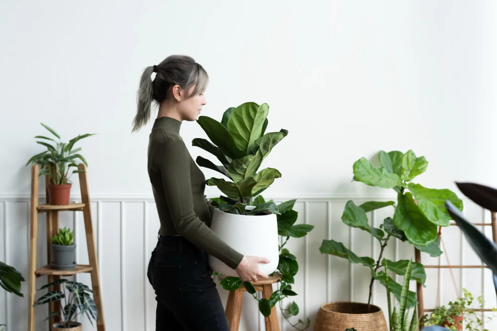 The Top Plants to Brighten Up Your Apartment