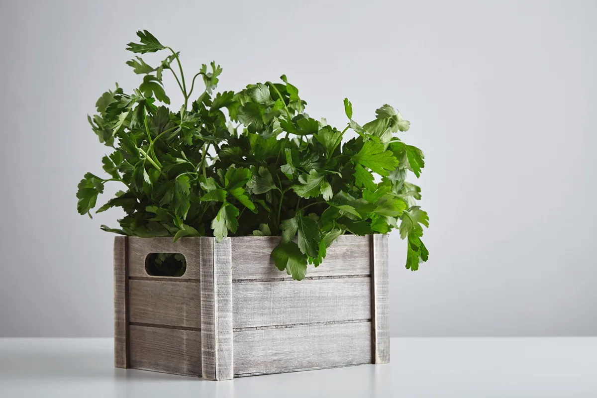 Grow Delicious Herbs in Your Apartment and Enjoy the Health Benefits