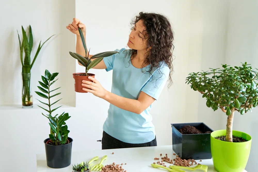 How to Care for Outdoor Plants Indoors