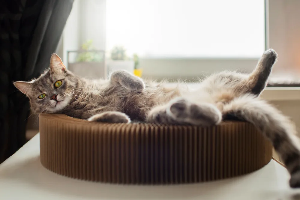 The Best Apartment Cat Breeds