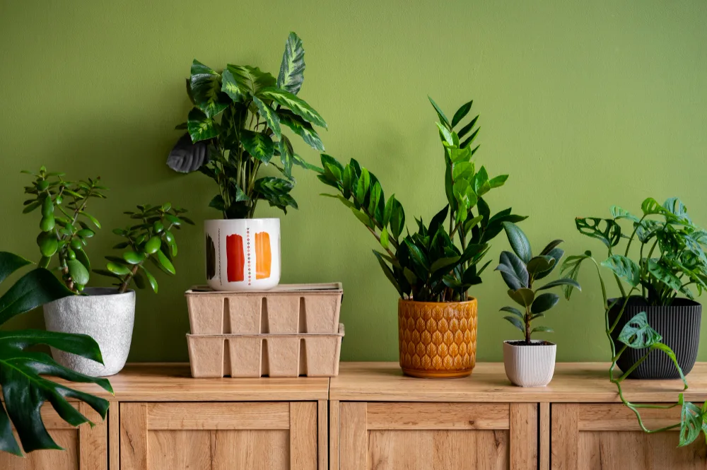 Easy Plants Your Apartment Needs Right Now